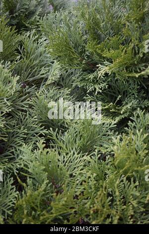 Grüner Wacholder bei Sonnenlicht Nahaufnahme. Naturkonzept für Design. Stockfoto