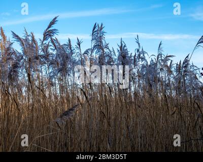 Phragmites Schilf weht in einer sanften Brise gegen einen blauen Himmel Stockfoto