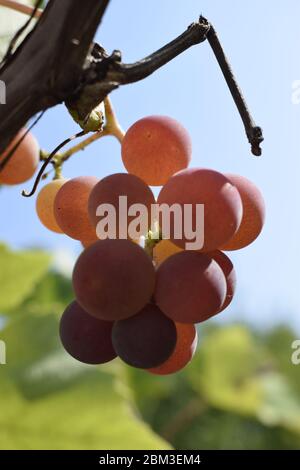 Unreife rote Trauben. Trauben auf einer Rebe in der Sonne / die Winzer Trauben auf einer Rebe / Rotwein Stockfoto