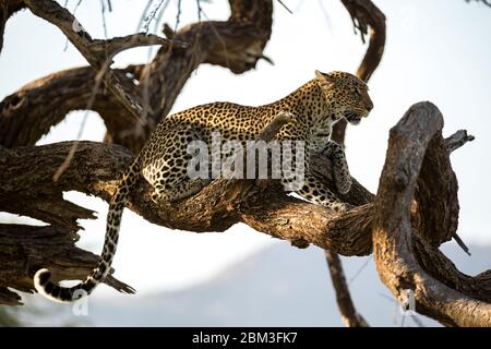 Ein Leopard ruht auf einem Ast eines Baumes Stockfoto