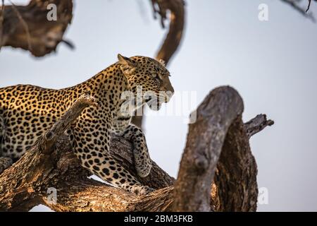 Ein Leopard ruht auf einem Ast eines Baumes Stockfoto