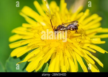 Nomad Bee auf Löwenzahn Blume im Frühling Stockfoto
