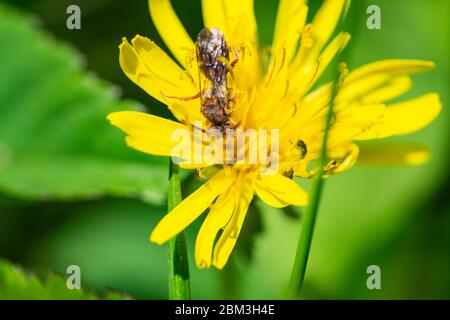 Nomad Bee auf Löwenzahn Blume im Frühling Stockfoto