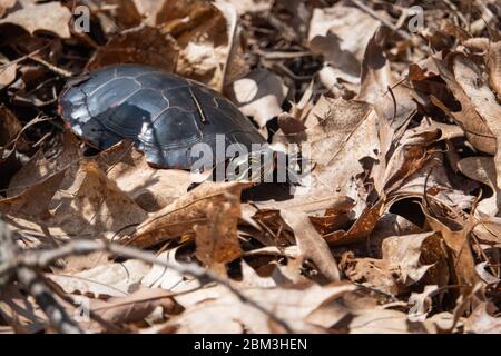 Bemalte Schildkröte auf dem Waldboden im Frühling Stockfoto