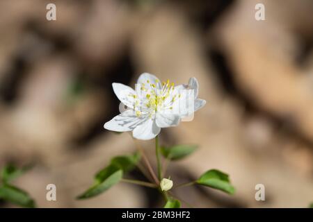 Rue Anemone Blume im Frühling Stockfoto