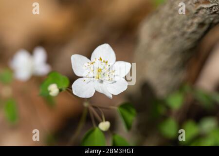 Rue Anemone Blume im Frühling Stockfoto