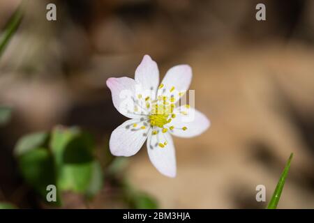 Rue Anemone Blume im Frühling Stockfoto
