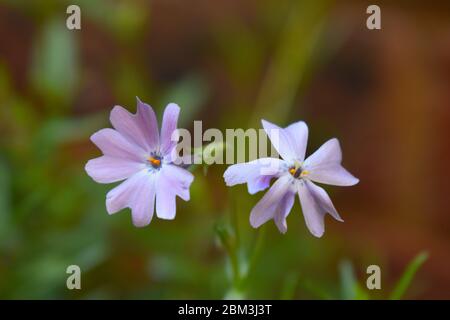 Immergrüne mehrjährige Phlox subulata Massen von sternenklaren lila Blüten Sie ersticken die grüne Nadel wie Laub ideal für felsige Bereiche und Blumenränder Stockfoto