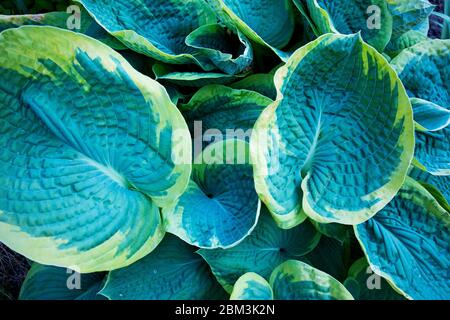 Grün und gelb Hosta wächst auf dem Rasen im Garten Nahaufnahme. Blick von oben. Garten Stockfoto