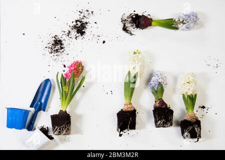 Nahaufnahme von Hyazinthen mit Doppelblüten, Knolle und Wurzeln, isoliert auf weißem Hintergrund. Text für Leerzeichen Stockfoto