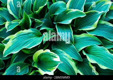 Grün und gelb Hosta wächst auf dem Rasen im Garten Nahaufnahme. Blick von oben. Natur Stockfoto