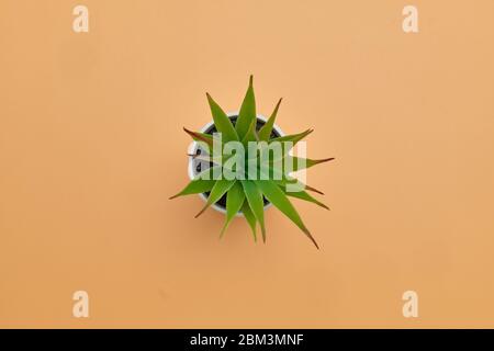 Zimmerpflanze auf einem orangefarbenen Tisch. Draufsicht. Nahaufnahme. Stockfoto