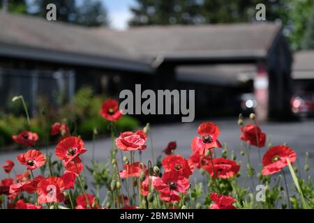Portland, USA. Mai 2020. Mohnblumen wachsen am Eingang zum Gesundheitswesen in Foster Creek in Portland, Oregon, am 6. Mai 2020. Das Department of Human Services (DHS) hat eine Notaussetzung der Lizenz des Pflegeheims erlassen, nachdem 117 Personen positiv auf das neuartige Coronavirus getestet und 28 Menschen an den Folgen der Krankheit gestorben sind. (Foto: Alex Milan Tracy/Sipa USA) Quelle: SIPA USA/Alamy Live News Stockfoto