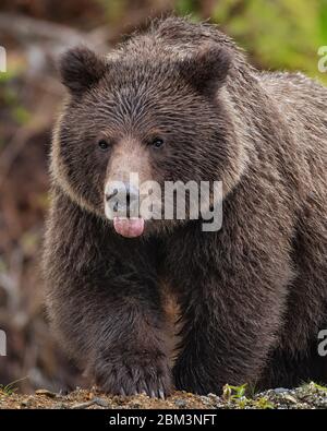 Ein unterwachsener Braunbär klebt ihre Zunge kurz nach dem Grasen auf etwas Gras, so dass für ein niedliches Bild. Stockfoto