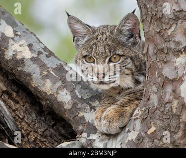 Ein Bobcat Kätzchen guckt aus einem Platanenbaum heraus. Bobcats, besonders Jugendliche wie dieser, müssen sich in den Bäumen wohl fühlen, um sich vor Raubtieren zu verstecken. Stockfoto