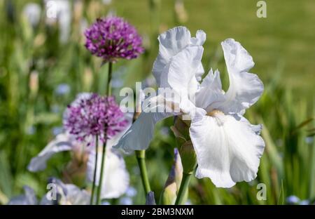 Nahaufnahme von weißen Iris-Blüten, die von purpurnen Galliumköpfen umgeben sind, fotografiert mit einem Makroobjektiv am ummauerten Garten in Eastcote, Hillingdon, Großbritannien Stockfoto