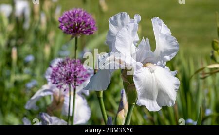 Nahaufnahme von weißen Iris-Blüten, die von purpurnen Galliumköpfen umgeben sind, fotografiert mit einem Makroobjektiv am ummauerten Garten in Eastcote, Hillingdon, Großbritannien Stockfoto