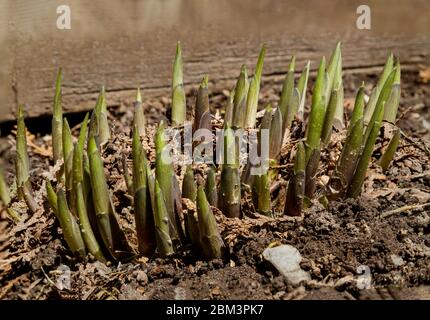 Im Frühling drängen sich die Hostas durch den Boden Stockfoto