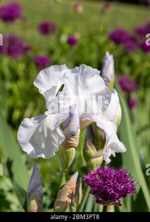 Nahaufnahme von weißen Iris-Blüten, die von purpurnen Galliumköpfen umgeben sind, fotografiert mit einem Makroobjektiv am ummauerten Garten in Eastcote, Hillingdon, Großbritannien Stockfoto