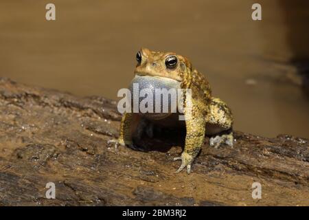 Amerikanische Kröte (Anaxyrus americanus), männliche Berufung, um Frauen anzuziehen, Maryland Stockfoto