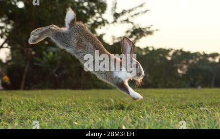 Kleiner niedlicher Hase läuft im Sommer auf dem Feld. Stockfoto