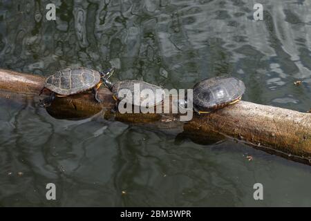 Schildkroten Chrysemys Picta Gemalt Schildkrote Maryland Reiten Auf Ruckseite Einrasten Chelydra Serpentina Ernahren Sich Von Algen Auf Panzer Stockfotografie Alamy