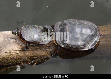 Schildkroten Chrysemys Picta Gemalt Schildkrote Maryland Reiten Auf Ruckseite Einrasten Chelydra Serpentina Ernahren Sich Von Algen Auf Panzer Stockfotografie Alamy