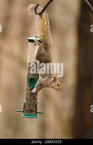 östliches Grauhörnchen (Sciurus carolinensis), Fütterung vom Vogelfutterhäuschen, Maryland Stockfoto