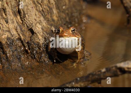 Amerikanische Kröte (Anaxyrus americanus), männliche Berufung, um Weibchen anzuziehen Stockfoto