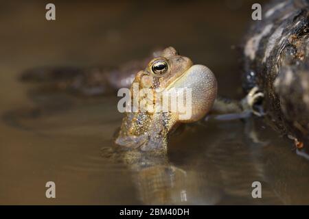 Amerikanische Kröte (Anaxyrus americanus), männliche Berufung, um Weibchen anzuziehen Stockfoto