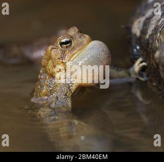 Amerikanische Kröte (Anaxyrus americanus), männliche Berufung, um Weibchen anzuziehen Stockfoto