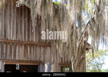 Spanische Moosvorhänge über einem Bootshaus in der Boone Hall Plantation, gegründet 1681. Mount Pleasant, South Carolina Stockfoto