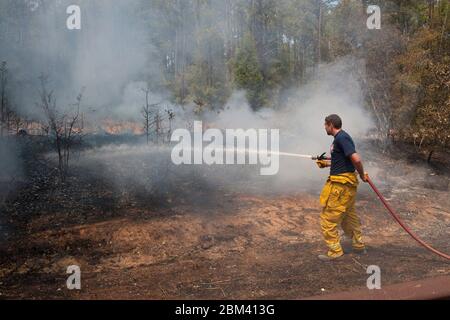 Bastrop County Texas USA, September 6 2011: Ein Feuerwehrmann sprüht Wasser aus einem Hochdruckschlauch, um einen Brand entlang des Texas Highway 21 östlich von Bastrop zu bekämpfen. Waldbrände haben mehr als 30.000 Hektar Kiefernwälder und Weiden ausgelöscht und bleiben trotz der zwei Tage dauernden Bemühungen der Notfallhelfer weitgehend außer Kontrolle. ©Bob Daemmrich Stockfoto