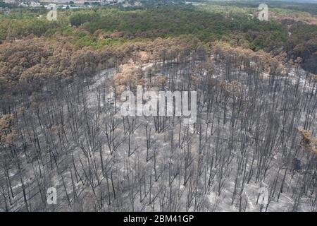 Bastrop County Texas USA, 16. September 2011: Verbrannter Kiefernwald im Bastrop State Park, der Anfang September von massiven Waldbränden heimgesucht wurde. Im Hintergrund befinden sich Bereiche, die nicht von Feuer berührt werden. ©Marjorie Kamys Cotera/Daemmrich Photography Stockfoto