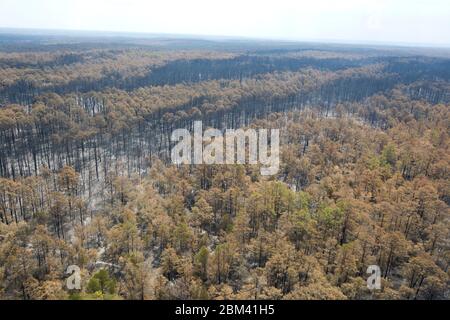 Bastrop County Texas USA, September 2011: Luftbrand-Schäden, wo Waldbrände letzte Woche 38.000 Morgen und über 1.500 Häuser beanspruchten, mit zwei Todesfällen. Die Bäume im Bastrop State Park waren am härtesten betroffen, da über 95 % der Parkfläche geschwärzt oder zerstört wurden. ©Bob Daemmrich Stockfoto