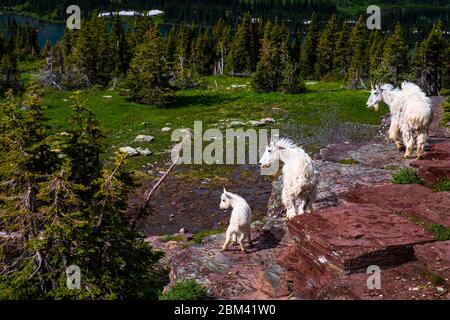 2415 zwei Erwachsene Ziegen und ein Baby stehen auf einer Klippe am Hidden Lake Trail im Glacier National Park, Montana Stockfoto