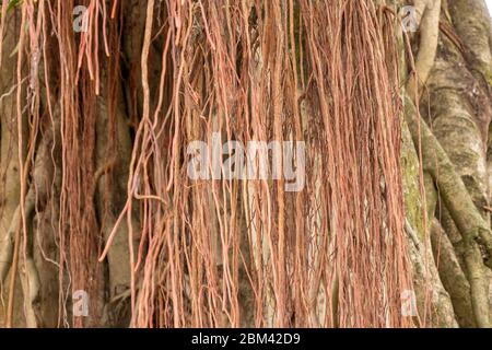 Banyan-Baum mit mehreren Stämmen und einer großen Anzahl von Ästen. Stockfoto