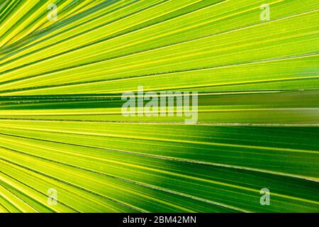 Hintergrund und Textur der Palme grünen Blatt. Stockfoto