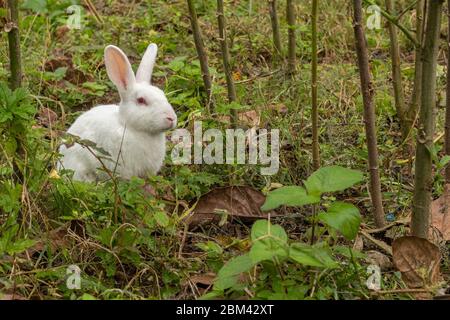 Weißer Hase oder Kaninchen, der zwischen Pflanzen im Garten sitzt. Idee des Ostertags. Stockfoto