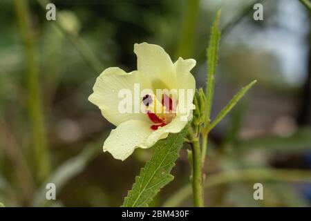 Damen Finger Okra Pflanzenblume Nahaufnahme von gelben Blütenblättern und roten Staubblättern und Pollen. Stockfoto