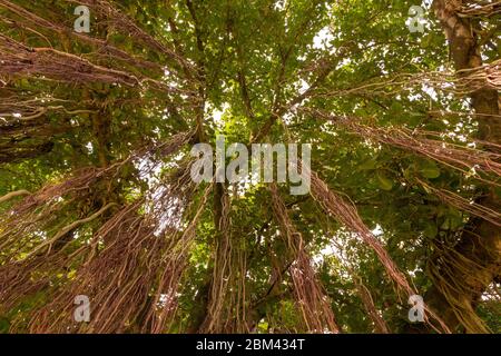 Blick auf den Banyan-Baum von der Botton bis zum Himmel, mit mehreren Stämmen und einer großen Anzahl von Ästen. Stockfoto