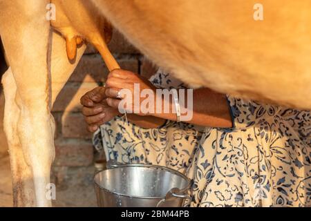 Frau, die eine Kuh von Hand melkt. Melken einer Kuh. Stockfoto