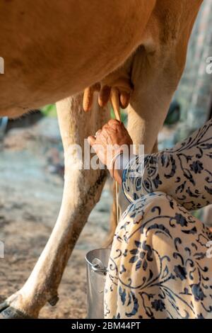 Frau, die eine Kuh von Hand melkt. Melken einer Kuh. Stockfoto