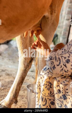Frau, die eine Kuh von Hand melkt. Melken einer Kuh. Stockfoto
