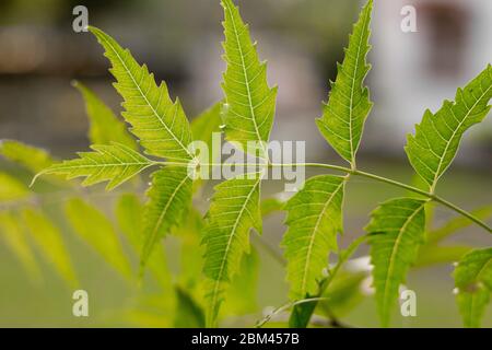 Azadirachta oder Neem-Blätter, Nimtree oder Indischer Flieder. Stockfoto