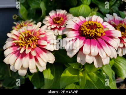 Zinnia 'Swizzle Cherry and Ivory' blüht in voller Blüte Stockfoto