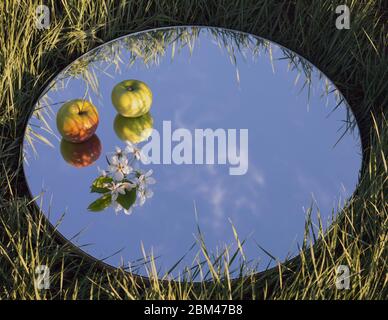 Äpfel und Apfelblüten auf dem Spiegel Stockfoto