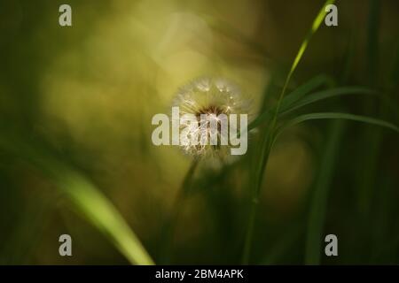 Flauschige Löwenzahn-Blume wachsen im grünen Gras. Stockfoto
