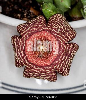 Seltsame, aber schöne rot-creme gesprenkelte Blume der seltenen und ungewöhnlichen saftigen Pflanze, Orbea variegata, wächst in weißen Keramiktopf Stockfoto