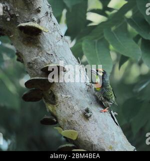 Kupferschmied-Barbet oder Karmesinbarbet (Psilopogon haemacephalus) auf einem Zweig in sundarbans, westbengalen, indien Stockfoto